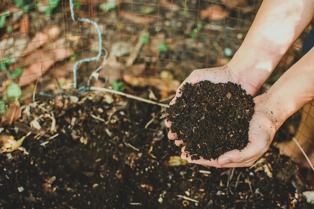 Composting with Chicken Manure: A Beginner’s Eco-Hack for 2025