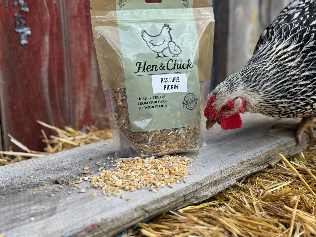 Backyard chickens eating natural treats on family farm