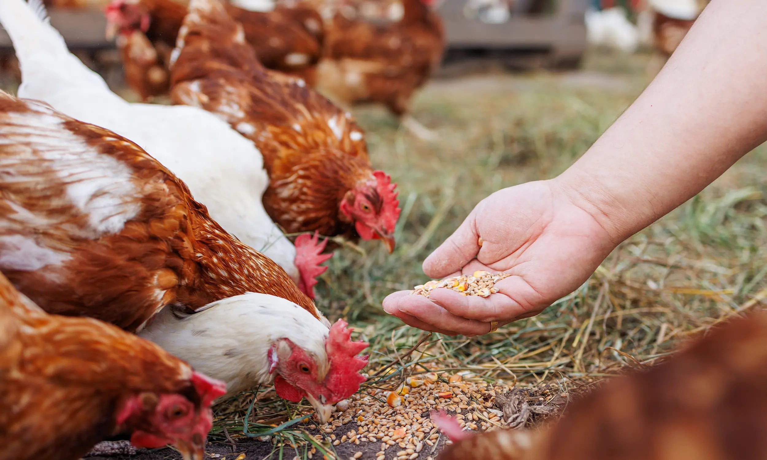 Cluckin’ Cuisine Corner - Feed